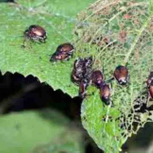 agrobugz